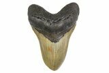 Serrated, Fossil Megalodon Tooth - North Carolina #299001-1